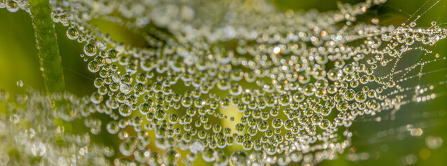 A macro shot of a spider web covered with dewdrops, creating a stunning natural pattern. The dew...
