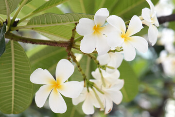 Fototapeta premium White and yellow plumeria blooming on trees, also known as frangipani, a tropical flower.