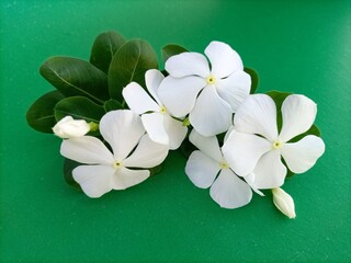 White Vinca Flowers Against a Lush Green Background