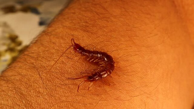 Giant centipede crawls on a human (Exotics vet) arm without causing harm. These insects don't bite unless they sense something threatening them.Centipedes are predatory arthropods, Chilopoda