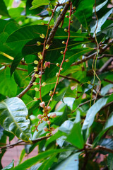 Indian Oak flowers blooming on trees, a plant native to Southern Asia. Also known as Barringtonia acutangula, Freshwater mangrove, or Itchytree.