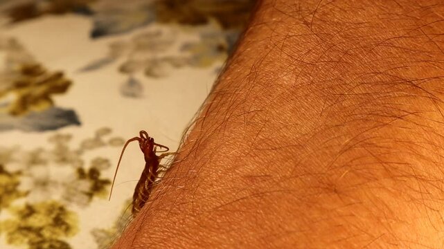 Giant centipede crawls on a human (Exotics vet) arm without causing harm. These insects don't bite unless they sense something threatening them.Centipedes are predatory arthropods, Chilopoda