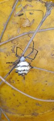 Black and white spider