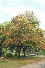 Naklejka premium Ashoka tree (Saraca indica L.), or Sorrowless tree, blooms in bright orange-yellow, forming heavy, lush clusters in the garden. A massive Ashoka tree stands tall in the public park.