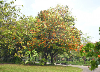 Ashoka tree (Saraca indica L.), or Sorrowless tree, blooms in bright orange-yellow, forming heavy, lush clusters in the garden. A massive Ashoka tree stands tall in the public park.