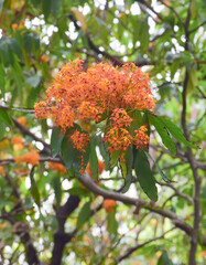 Ashoka flowers (Saraca indica L.), also known as the Sorrowless tree, are bright orange-yellow, clustered in heavy, lush bunches in the garden.