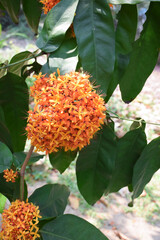 Ashoka flowers (Saraca indica L.), also known as the Sorrowless tree, are bright orange-yellow, clustered in heavy, lush bunches in the garden. Close-up shot.