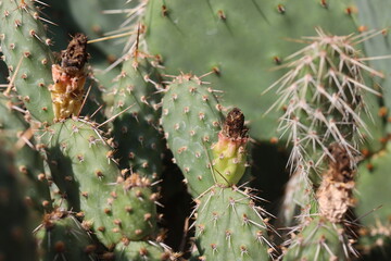 kaktus opuncja Opuntia fragilis Freisina