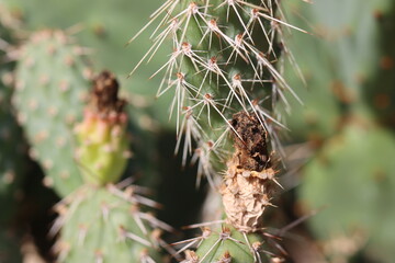 kaktus opuncja Opuntia fragilis Freisina