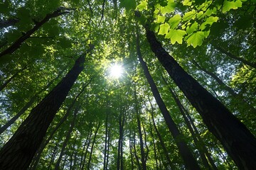 Naklejka premium Sunlight shining through canopy of green trees in a forest