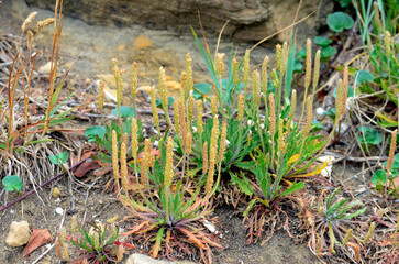 The sea plantain (Plantago maritima,) on some rocks on the Cantabrian coast