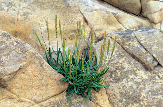 The sea plantain (Plantago maritima,) on some rocks on the Cantabrian coast