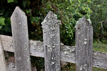 Lichens on a grey wooden fence.