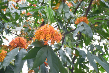 Ashoka flowers (Saraca indica L.), also known as the Sorrowless tree, are bright orange-yellow, clustered in heavy, lush bunches in the garden. 
