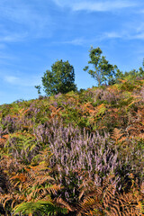 Calluna vulgaris heath and fern on the Basque coast.