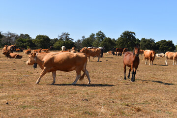 Cows and horses in a meadow and blue sky