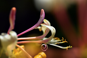 Flowers of the Etruscan honeysuckle (Lonicera etrusca).