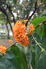 Ashoka flowers (Saraca indica L.), also known as the Sorrowless tree, are bright orange-yellow, clustered in heavy, lush bunches in the garden. Close-up shot.