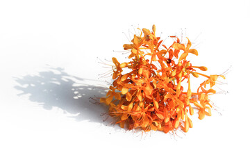 Ashoka flowers (Saraca indica L.), also known as the Sorrowless tree, are bright orange-yellow and isolated on a white background.