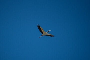 Gliding