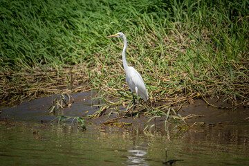 Scanning the River