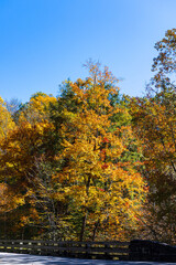 Fall foliage at Great Smoky Mountains National Park.