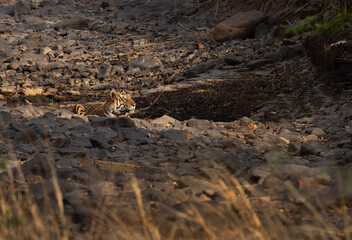 A tiger cooling in the river channel at Panna Tiger Reserve, Madhya pradesh, India