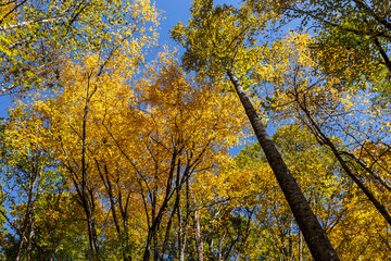 Beautiful autumn scenery along the Kephart Prong Trail at Great Smoky Mountains National Park.