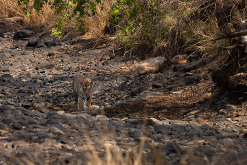 A tiger near a water body in the river channel at Panna Tiger Reserve, Madhya pradesh, India