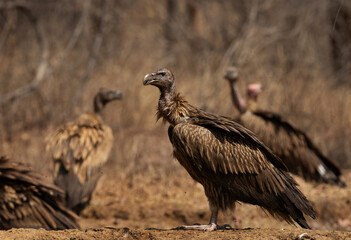Indian vultures near a carcass at Panna Tiger Reserve , Madhya Pradesh, India