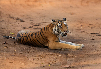 Portrait of a  tiger cub sitting on the road at Bhandavgarh tiger reserve, Madhya pradesh, India