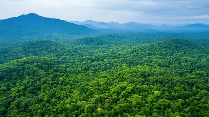 Fototapeta premium Aerial view of a tropical forest with a dense tree canopy, wildlife hiding below, serene natural landscape