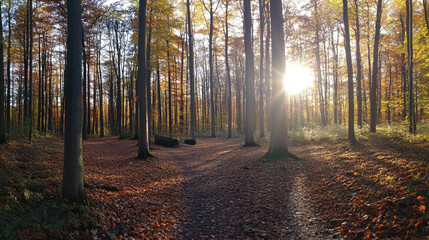 Fototapeta premium Beautiful forest panorama with bright sun shining through the trees, Pathway through the Pine Forest.