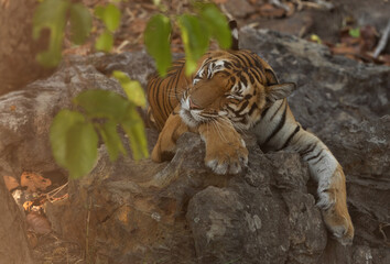 Closeup of a tiger cub resting on the rock at Bhandavgarh tiger reserve, Madhya pradesh, India