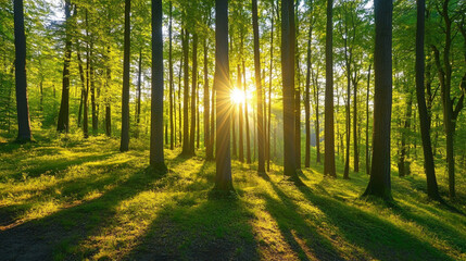 Naklejka premium Experience a Breathtaking View of a Magical Forest with Tall Trees and Soft Early Morning Light, Sunlight peeks through a lush, green forest, casting long shadows and creating a serene.