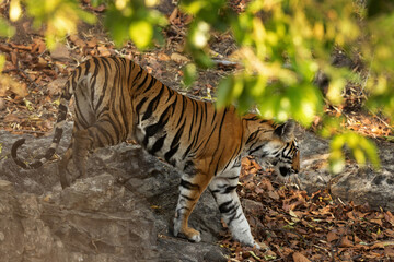 A tiger cub in the forest of Bhandavgarh tiger reserve, Madhya pradesh, India
