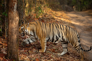 A hunk crossing the road at Bhandavgarh Tiger Reserve, Madhya pradesh, India