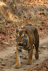 A tiger on walk at Bhandavgarh Tiger Reserve, Madhya pradesh, India