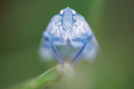 Portrait of blue fulgor standing on a stem