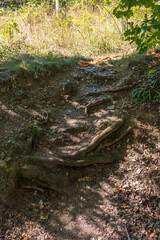 A forest path overgrown with large tree roots.