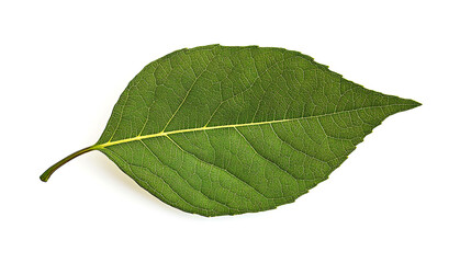 Fototapeta premium A single, vibrant green leaf isolated on a white background, showcasing its intricate veins and delicate texture.