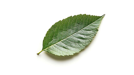 Fototapeta premium A single green leaf isolated on a white background.