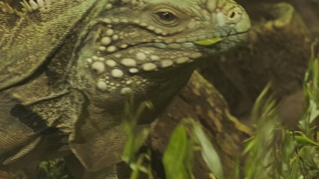 Large iguana eating plants with green leaves close-up, 4k