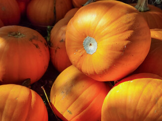 Autumn Pumpkins: Harvest, Colors, and Cozy Vibes