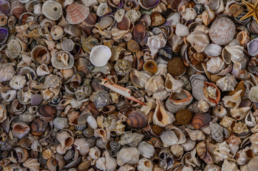 A collection of sea shells arranged on a sandy beach