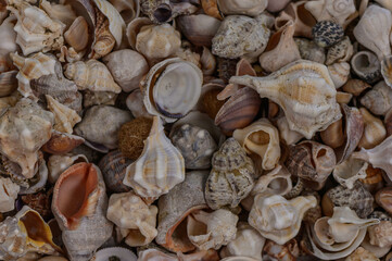 a variety of Mediterranean shells collected on the beach