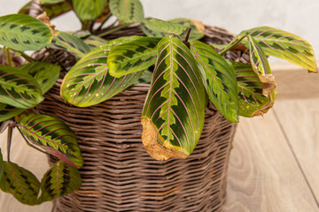 Maranta cultivation at home. Withered, dried leaves. Mistakes in the care of houseplant