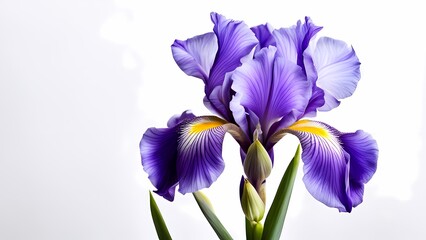 iris flower isolated on white background