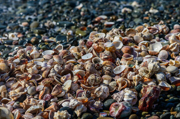 Many different sea shells on sea coast