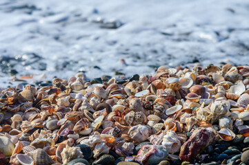 Lots of seashells at the water's edge, selective focus 3